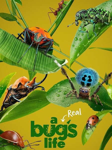 مشاهدة مسلسل A Real Bug’s Life الموسم الاول الحلقة 4 مترجمة